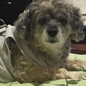 Meet your Posher, Debbie